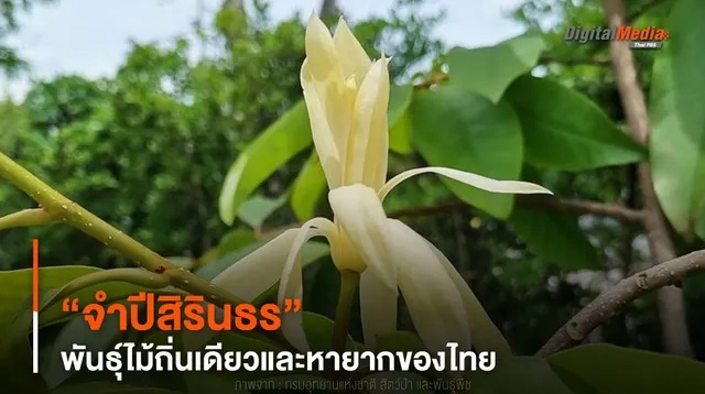 พรรณไม้น่ารู้ ! “จำปีสิรินธร” พันธุ์ไม้ถิ่นเดียวและหายากของไทย 