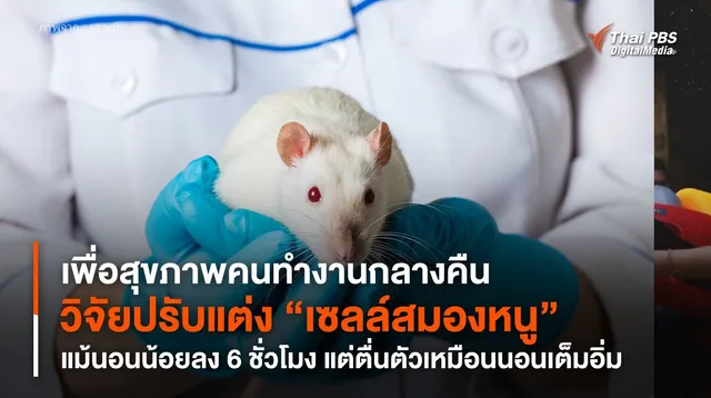 เพื่อสุขภาพคนทำงานกลางคืน วิจัยปรับแต่ง “เซลล์สมองหนู” แม้นอนน้อยลง 6 ชั่วโมง แต่ตื่นตัวเหมือนนอนเต็มอิ่ม