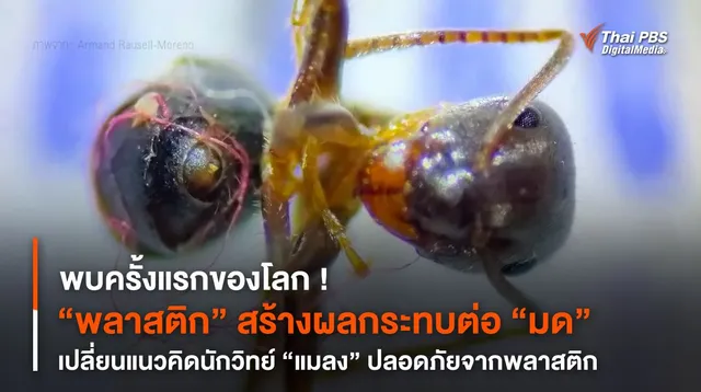 พบครั้งแรกของโลก ! “พลาสติก” สร้างผลกระทบต่อ “มด”