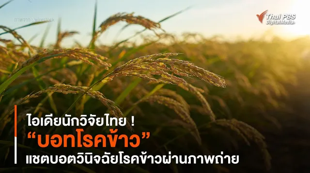 ไอเดียนักวิจัยไทย ! “บอทโรคข้าว” แชตบอตวินิจฉัย "โรคข้าว" ผ่านภาพถ่าย