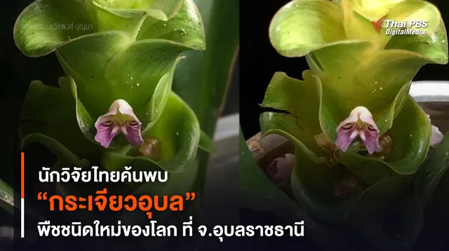 นักวิจัยไทยค้นพบ “กระเจียวอุบล” พืชวงศ์ขิงชนิดใหม่ของโลก ที่ จ.อุบลราชธานี