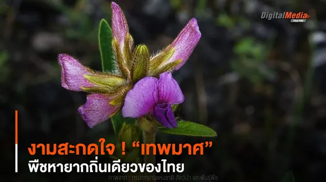 งามสะกดใจ ! “เทพมาศ” พืชหายากถิ่นเดียวของไทย