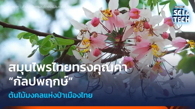 สมุนไพรไทยทรงคุณค่า “กัลปพฤกษ์” ต้นไม้มงคลแห่งป่าเมืองไทย