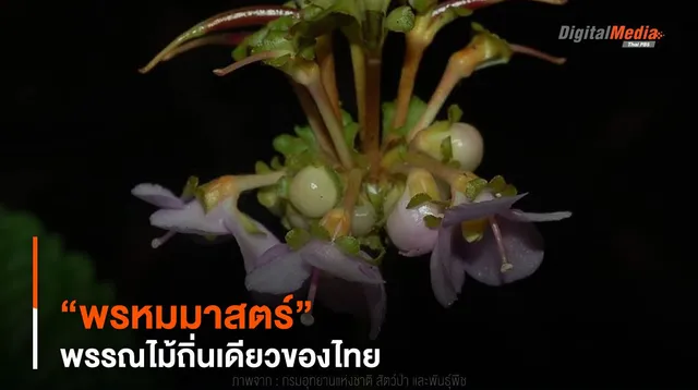 พรรณไม้น่ารู้ ! “พรหมมาสตร์” พรรณไม้ถิ่นเดียวของไทย
