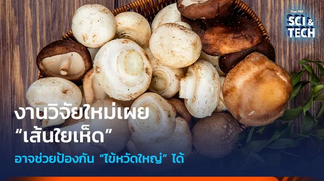 งานวิจัยใหม่เผย “เส้นใยเห็ด” อาจช่วยป้องกัน “ไข้หวัดใหญ่” ได้