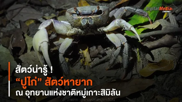 สัตว์น่ารู้ ! “ปูไก่” สัตว์หายาก ณ อุทยานแห่งชาติหมู่เกาะสิมิลัน 