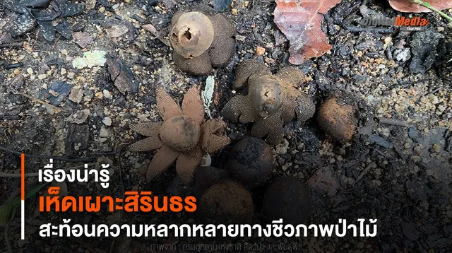 เรื่องน่ารู้ “เห็ดเผาะสิรินธร” สะท้อนความหลากหลายทางชีวภาพป่าไม้