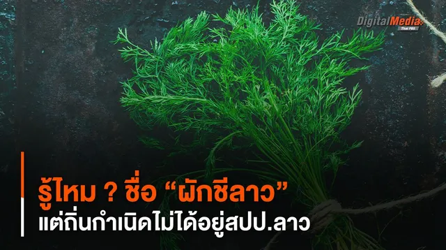 รู้ไหม ? ชื่อ “ผักชีลาว” แต่ถิ่นกำเนิดไม่ได้อยู่สปป.ลาว