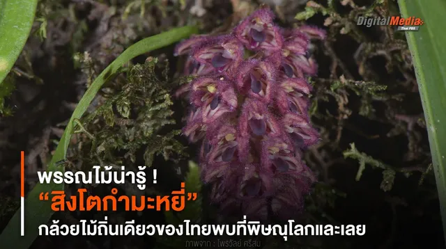 พรรณไม้น่ารู้ ! “สิงโตกำมะหยี่” กล้วยไม้ถิ่นเดียวของไทย
