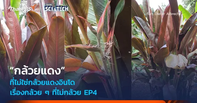 เรื่องกล้วย ๆ ที่ไม่กล้วย EP4 : “กล้วยแดง” ที่ไม่ใช่กล้วยแดงอินโด