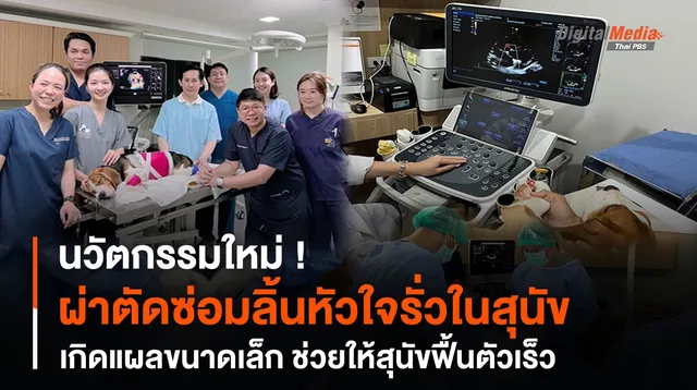 นวัตกรรมใหม่ ผ่าตัดซ่อมลิ้นหัวใจรั่วในสุนัข เป็นแผลขนาดเล็ก ช่วยฟื้นตัวเร็ว