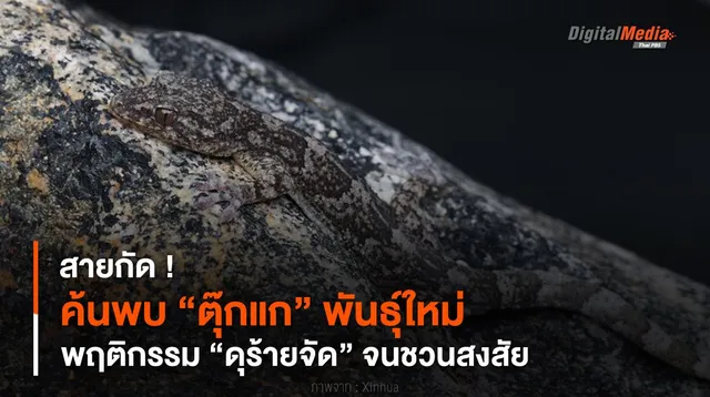 สายกัด ! ค้นพบ “ตุ๊กแก” พันธุ์ใหม่ พฤติกรรม “ดุร้ายจัด” จนชวนสงสัย