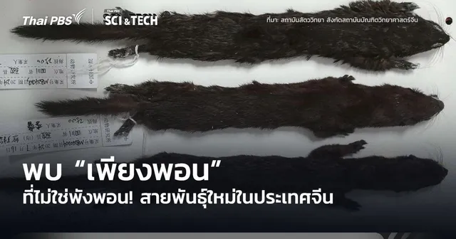 ไม่ใช่พังพอน! พบ “เพียงพอน” พันธุ์ใหม่ในประเทศจีน 