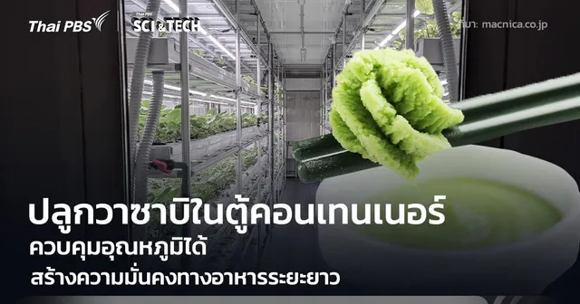 ปลูกวาซาบิในตู้คอนเทนเนอร์ ควบคุมอุณหภูมิได้ สร้างความมั่นคงทางอาหาร
