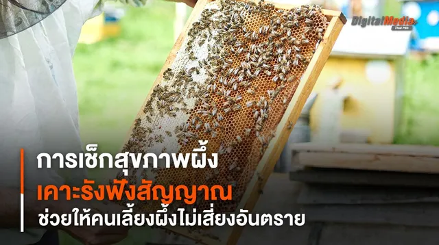 การเช็กสุขภาพผึ้ง เคาะรังฟังสัญญาณ ช่วยให้คนเลี้ยงผึ้งไม่เสี่ยงอันตราย