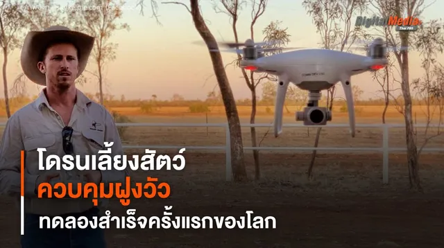 โดรนเลี้ยงสัตว์ ควบคุมฝูงวัวจากระยะไกล สำเร็จครั้งแรกของโลก