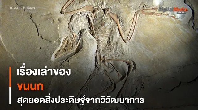 “ขนนก” สุดยอดสิ่งประดิษฐ์จากการวิวัฒนาการของไดโนเสาร์