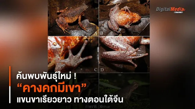 ค้นพบพันธุ์ใหม่ ! “คางคกมีเขา” แขนขาเรียวยาว ทางตอนใต้จีน