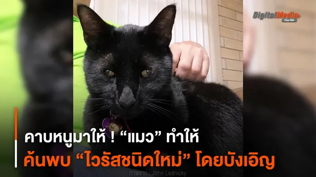 คาบหนูมาให้ ! “แมว” ทำให้ค้นพบ “ไวรัสชนิดใหม่” โดยบังเอิญ