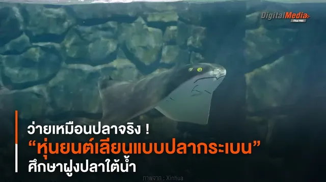 ว่ายเหมือนปลาจริง ! พัฒนา “หุ่นยนต์เลียนแบบปลากระเบน” ศึกษาฝูงปลาใต้น้ำ