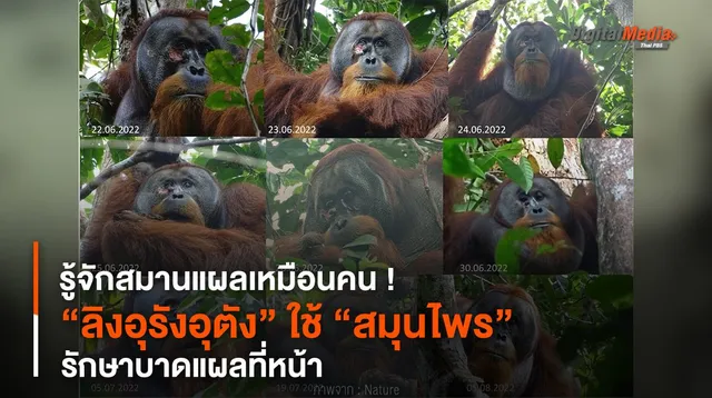 รู้จักสมานแผลเหมือนคน ! “ลิงอุรังอุตัง” ใช้ “สมุนไพร” รักษาบาดแผลที่หน้า
