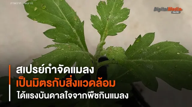 สเปรย์กำจัดแมลงจากน้ำมันพืช แรงบันดาลใจจากพืชกินแมลง เป็นมิตรต่อสิ่งแวดล้อม
