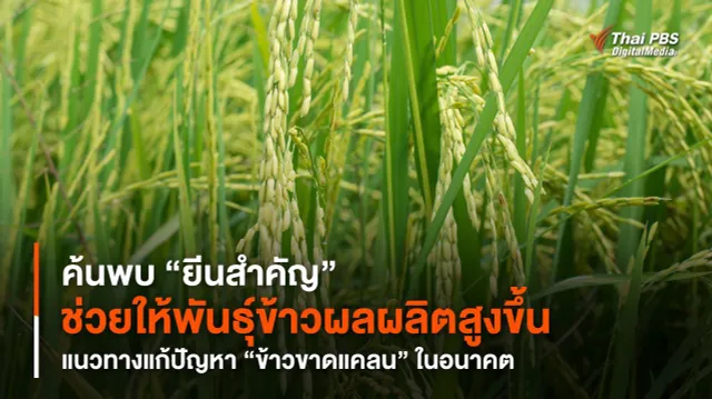 ค้นพบ “ยีนสำคัญ” ช่วยให้พันธุ์ข้าวผลผลิตสูงขึ้น แนวทางแก้ปัญหา “ข้าวขาดแคลน” ในอนาคต