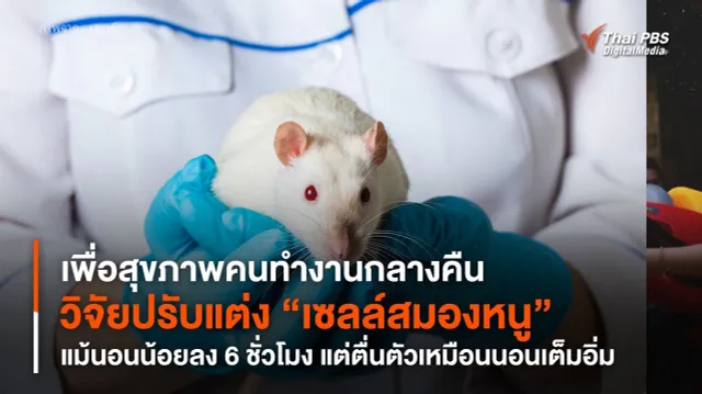 เพื่อสุขภาพคนทำงานกลางคืน วิจัยปรับแต่ง “เซลล์สมองหนู” แม้นอนน้อยลง 6 ชั่วโมง แต่ตื่นตัวเหมือนนอนเต็มอิ่ม