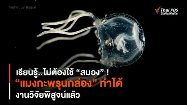 เรียนรู้..ไม่ต้องใช้ “สมอง” ! “แมงกะพรุนกล่อง” ทำได้ งานวิจัยพิสูจน์แล้ว