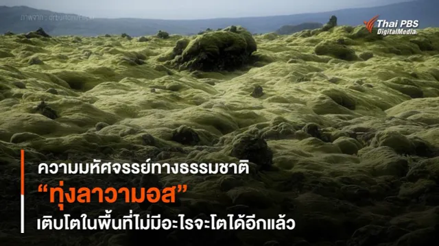 ความมหัศจรรย์ทางธรรมชาติ “ทุ่งลาวามอส” เติบโตในพื้นที่ไม่มีอะไรจะโตได้อีกแล้ว