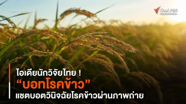 ไอเดียนักวิจัยไทย ! “บอทโรคข้าว” แชตบอตวินิจฉัย "โรคข้าว" ผ่านภาพถ่าย