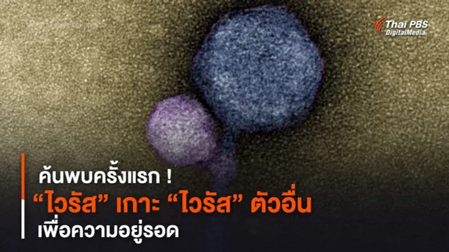ค้นพบครั้งแรก ! “ไวรัส” เกาะ “ไวรัส” ตัวอื่น เพื่อความอยู่รอด