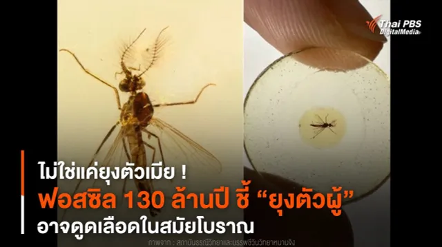 ไม่ใช่แค่ยุงตัวเมีย ! “ยุงตัวผู้” อาจดูดเลือดในสมัยโบราณ