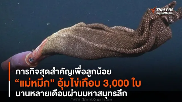 ภารกิจสุดสำคัญ “แม่หมึก” อุ้มไข่เกือบ 3,000 ใบ นานหลายเดือนผ่านมหาสมุทร