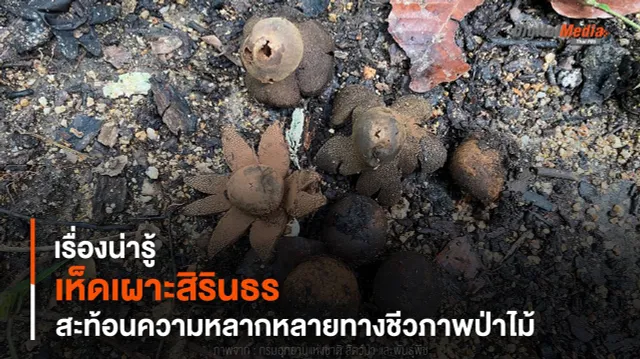 เรื่องน่ารู้ “เห็ดเผาะสิรินธร” สะท้อนความหลากหลายทางชีวภาพป่าไม้