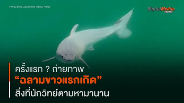 ครั้งแรก ? บันทึกภาพ “ฉลามขาวแรกเกิด” สิ่งที่นักวิทย์ค้นหามานาน