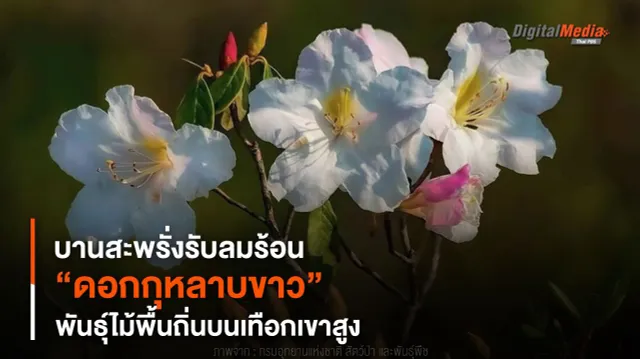 ดอกกุหลาบขาว สัญลักษณ์แห่งความรักบริสุทธิ์บนภูหินร่องกล้า