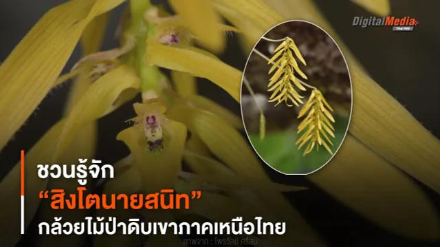 ชวนรู้จัก “สิงโตนายสนิท” กล้วยไม้ป่าดิบเขาภาคเหนือไทย