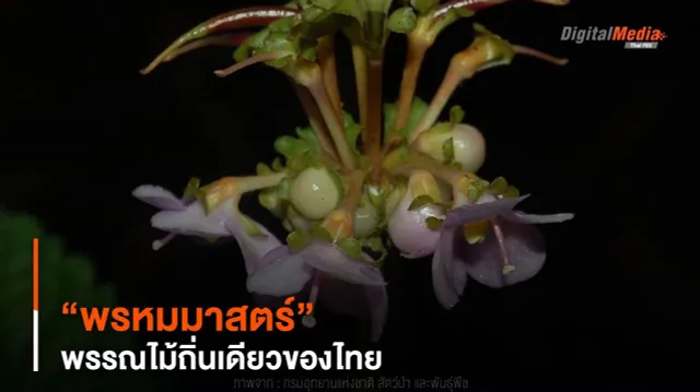 พรรณไม้น่ารู้ ! “พรหมมาสตร์” พรรณไม้ถิ่นเดียวของไทย