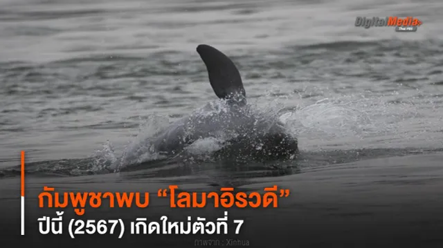 กัมพูชาพบ “โลมาอิรวดี” ปีนี้ (2567) เกิดใหม่ตัวที่ 7