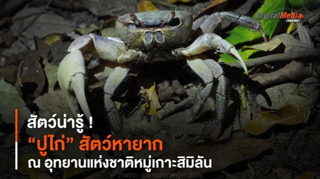 สัตว์น่ารู้ ! “ปูไก่” สัตว์หายาก ณ อุทยานแห่งชาติหมู่เกาะสิมิลัน