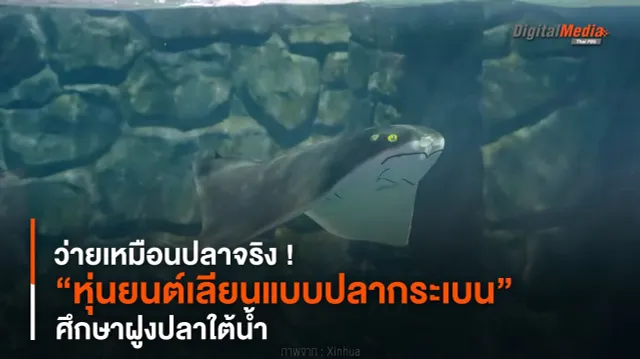 ว่ายเหมือนปลาจริง ! พัฒนา “หุ่นยนต์เลียนแบบปลากระเบน” ศึกษาฝูงปลาใต้น้ำ