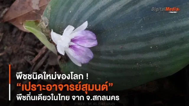 พืชชนิดใหม่ของโลก ! “เปราะอาจารย์สุมนต์” พืชถิ่นเดียวในไทย จาก จ.สกลนคร