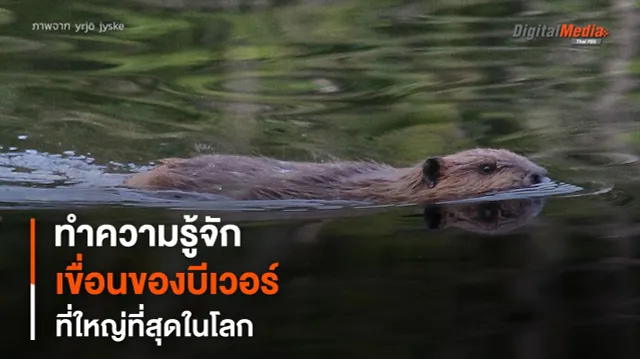 “เขื่อนบีเวอร์” ที่ใหญ่ที่สุดในโลก