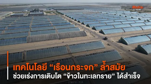 เทคโนโลยี “เรือนกระจก” ล้ำสมัย ช่วยเร่งการเติบโต “ข้าวในทะเลทราย”