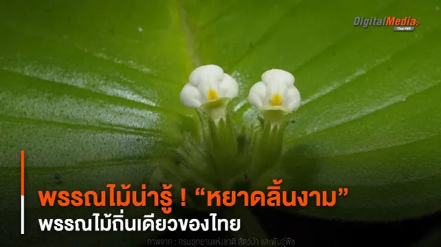 พรรณไม้น่ารู้ ! “หยาดลิ้นงาม” พรรณไม้ถิ่นเดียวของไทย