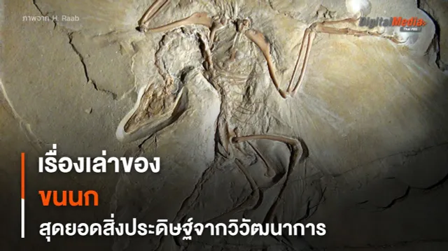 “ขนนก” สุดยอดสิ่งประดิษฐ์จากการวิวัฒนาการของไดโนเสาร์