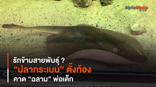 รักข้ามสายพันธุ์ ? “ปลากระเบน” ตั้งท้อง คาด “ฉลาม” พ่อเด็ก