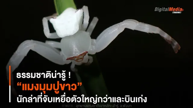 ธรรมชาติน่ารู้ ! “แมงมุมปูขาว” นักล่าที่จับเหยื่อตัวใหญ่กว่าและบินเก่ง