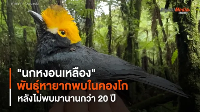 นักวิทยาศาสตร์พบ "นกหงอนเหลือง" พันธุ์หายากในคองโก หลังไม่พบนานกว่า 20 ปี
